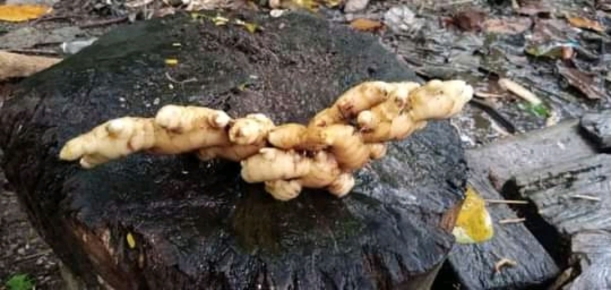 ginger from Zambia